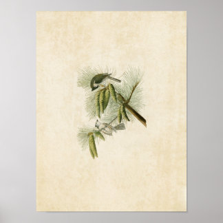 Plate 39 | Crested Titmouse | Birds of America Poster