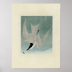 Plate 410 Marsh Tern Birds of America Poster