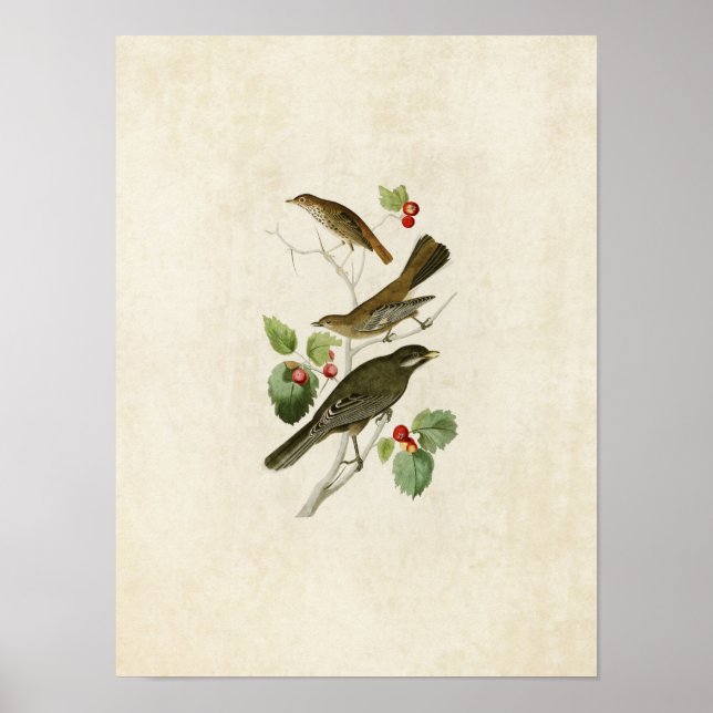 Plate 419 | Thrush, Townsend and Jay Poster (Front)