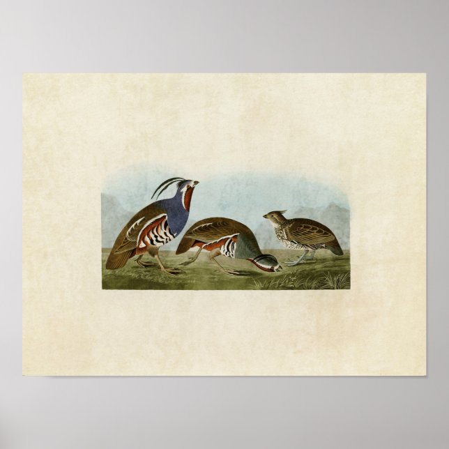Plate 423 | Plumed and Thick-Legged Partridges Poster (Front)