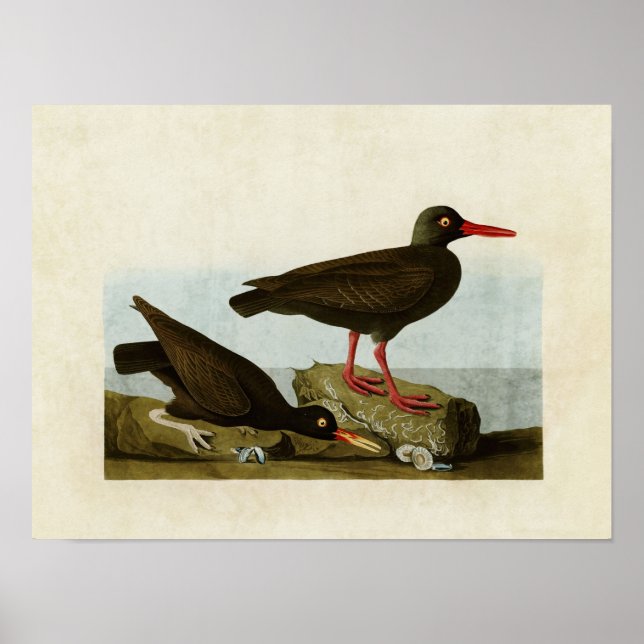 Plate 427 | Assorted Oystercatchers Poster (Front)