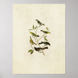 Plate 434 Flycatchers, Warbler, Vireo and Pewee Poster
