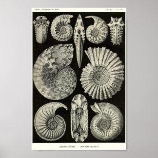 Plate 44. Ammonitida. Poster