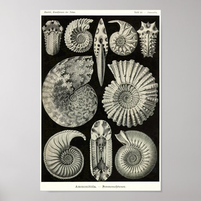 Plate 44. Ammonitida. Poster (Front)