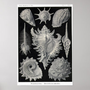 Plate 53. Prosobranchia. Poster