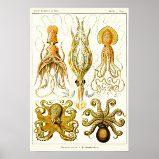 Plate 54. Gamochonia. Poster