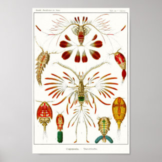 Plate 56. Copepods. Poster