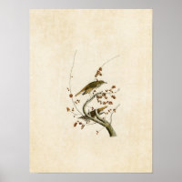 Plate 58 | Hermit Thrush | Birds of America