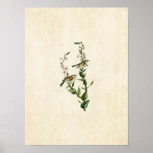 Plate 59   Chestnut-Sided Warbler Poster