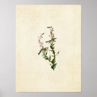 Plate 59 | Chestnut-Sided Warbler Poster