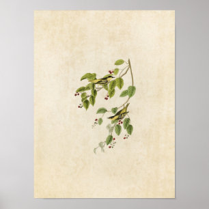 Plate 60 Carbonated Warbler Birds of America Poster