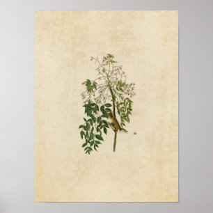 Plate 63   White-Eyed Flycatcher or Vireo Poster