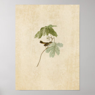 Plate 64 Swamp Sparrow Birds of America Poster