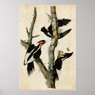 Plate 66 | Ivory-Billed Woodpecker Poster