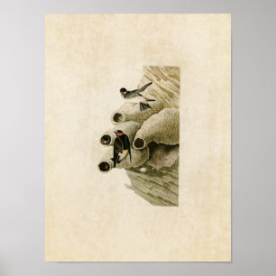 Plate 68 Republican or Cliff Swallow Poster