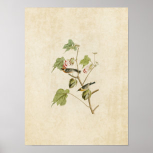 Plate 69   Bay-Breasted Warbler   Birds of America Poster
