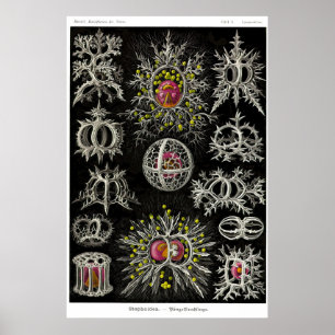 Plate 71. Stephoidea Poster