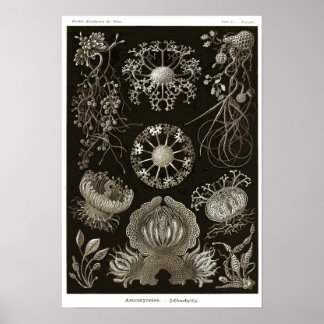 Plate 73. Ascomycetes. Poster