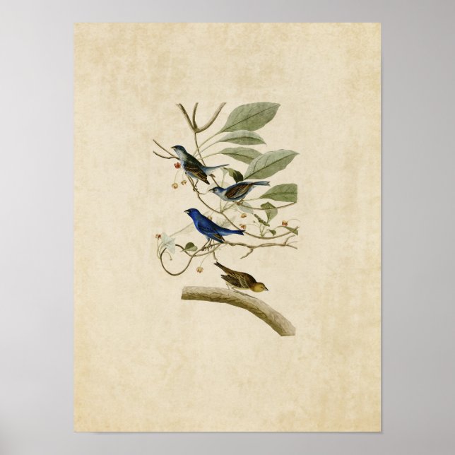 Plate 74 | Indigo Bunting | Birds of America Poster (Front)