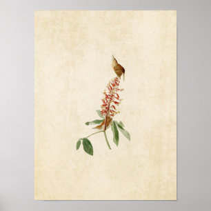 Plate 78 Great Carolina Wren Birds of America Poster