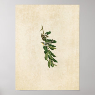Plate 85 Yellow-Throated Warbler Poster