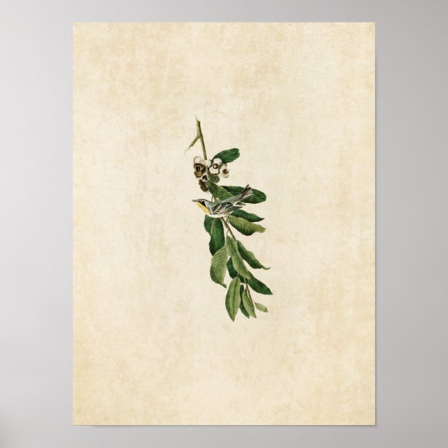 Plate 85 | Yellow-Throated Warbler Poster (Front)