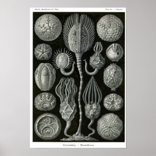 Plate 90. Cystoidea. Poster