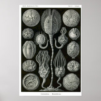 Plate 90. Cystoidea. Poster