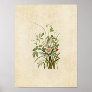 Plate 93 Seaside Finch Birds of America Poster