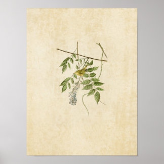 Plate 95 | Yellow-Poll Warbler | Birds of America Poster