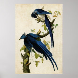Plate 96 | Columbia Jay | Birds of America Poster
