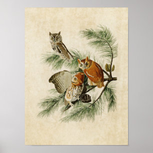 Plate 97   Little Screech Owl   Birds of America Poster