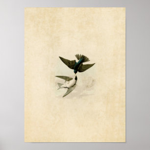 Plate 98   White-Bellied Swallow Poster