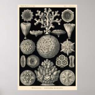 Plate 9 Hexacoralla Poster