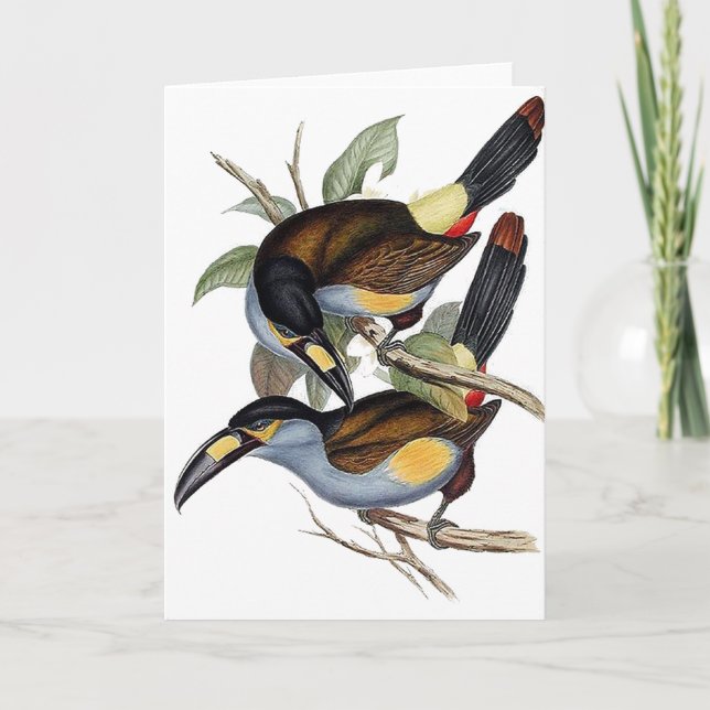Plate-billed Mountain Toucan Card (Front)