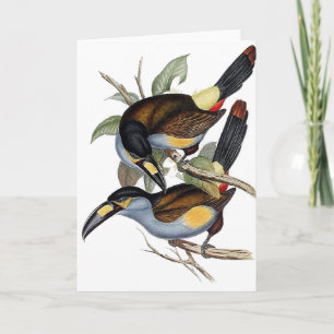 Plate-billed Mountain Toucan Card