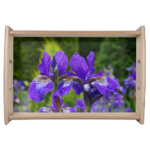 Photographie florale d'Iris sibirica