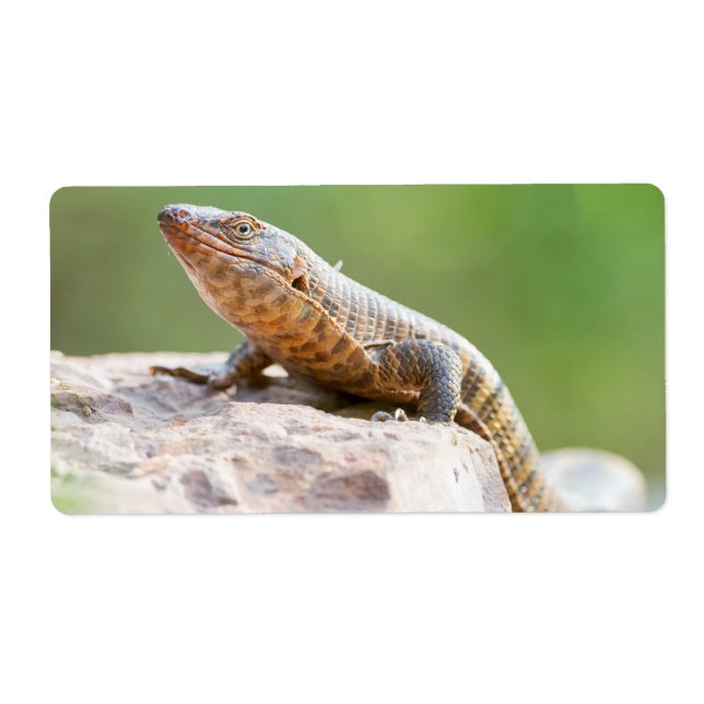 Plated Lizard (Front)