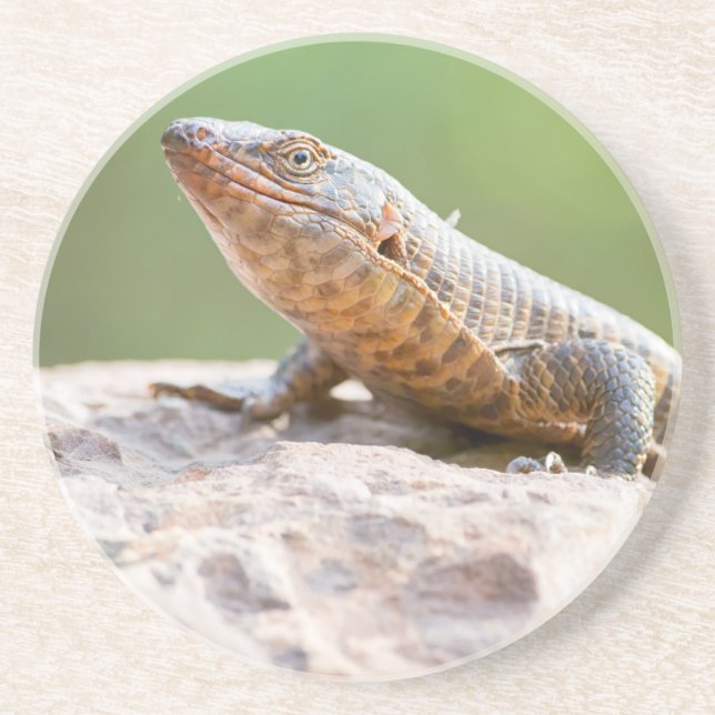 Plated Lizard Coaster (Front)
