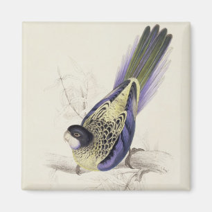 Platycercus Brownii, or Brown's Parrakeet (Plate 2 Magnet