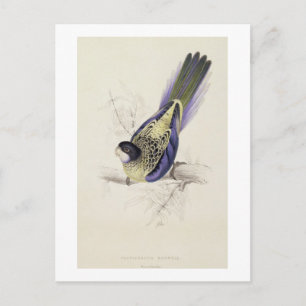 Platycercus Brownii, or Brown's Parrakeet (Plate 2 Postcard