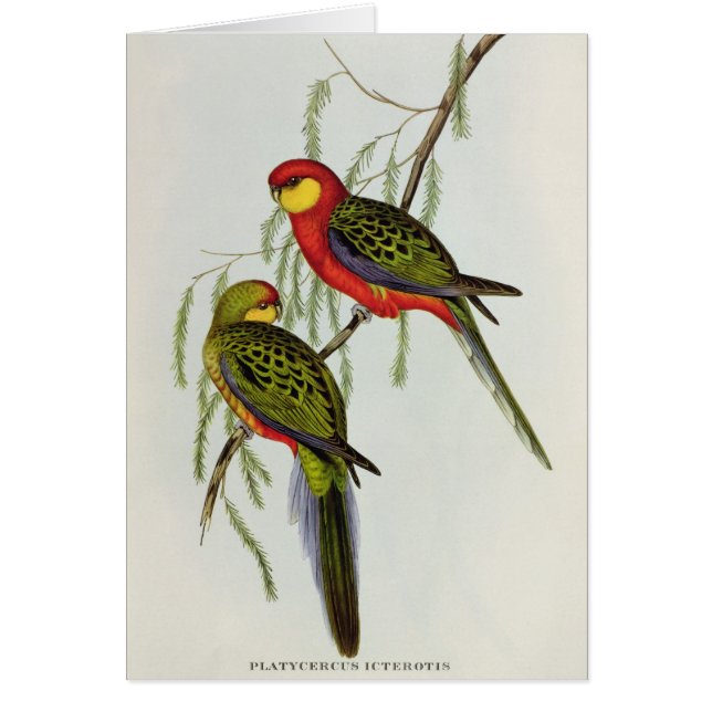 Platycercus Icterotis (Devant)