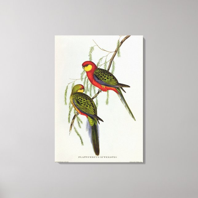 Platycercus Icterotis Canvas Print (Front)