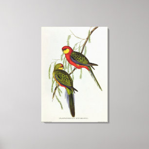 Platycercus Icterotis Canvas Print