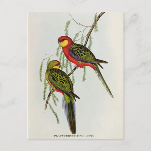 Platycercus Icterotis Postcard (Front)
