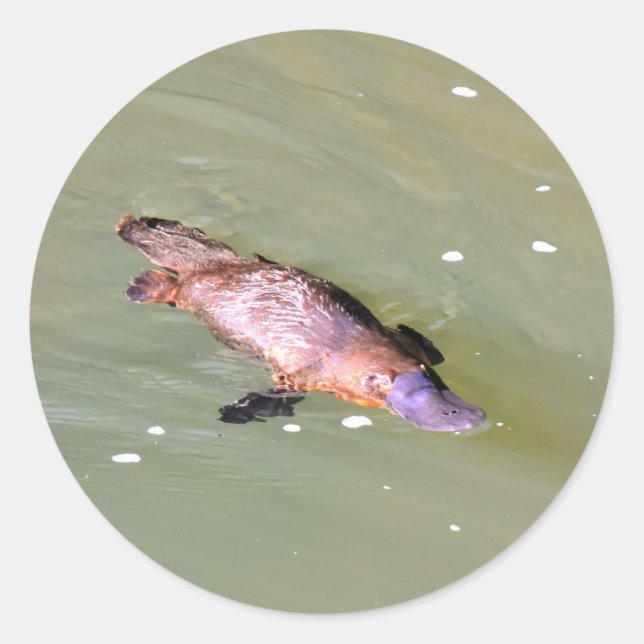 PLATYPUS IN WATER EUNGELLA AUSTRALIA CLASSIC ROUND STICKER (Front)