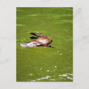 PLATYPUS IN WATER EUNGELLA AUSTRALIA POSTCARD