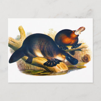 Platypus Postcard