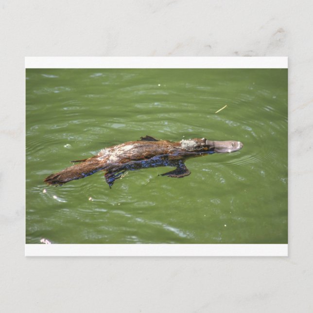 PLATYPUS QUEENSLAND AUSTRALIA POSTCARD (Front)