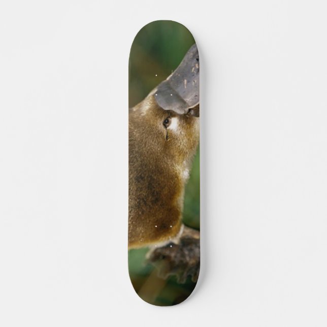Platypus Skateboard (Front)